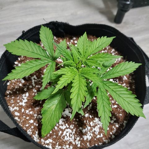 Strawberry cheese growlog timeline photo