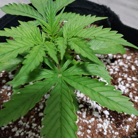 Strawberry cheese growlog timeline photo
