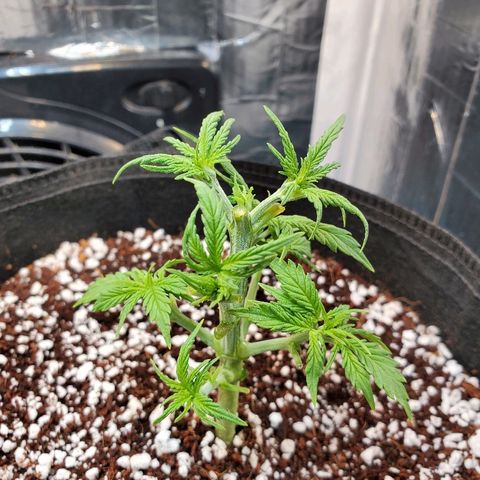 Strawberry cheese growlog timeline photo