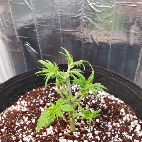Strawberry cheese growlog timeline photo