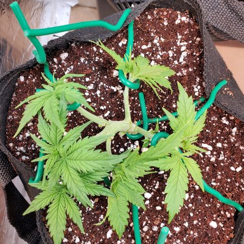 Strawberry cheese growlog timeline photo