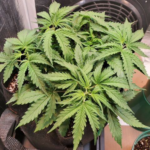 Strawberry cheese growlog timeline photo