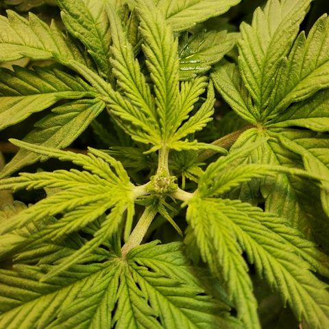 Strawberry cheese growlog timeline photo