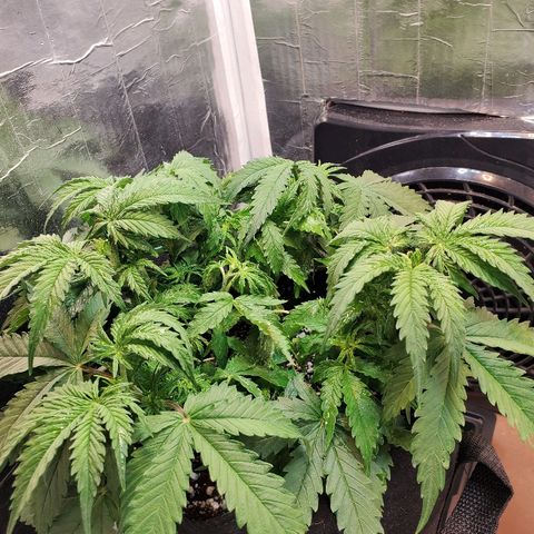 Strawberry cheese growlog timeline photo