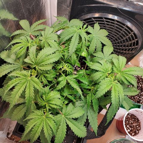 Strawberry cheese growlog timeline photo