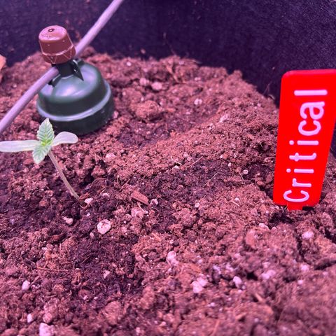 Critical growlog timeline photo