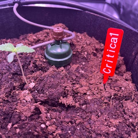 Critical growlog timeline photo