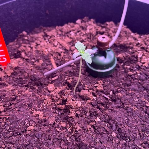 Critical growlog timeline photo