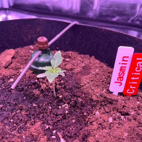 Critical growlog timeline photo