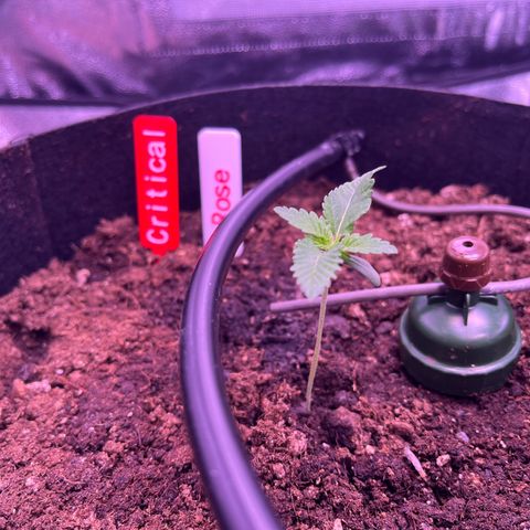 Critical growlog timeline photo