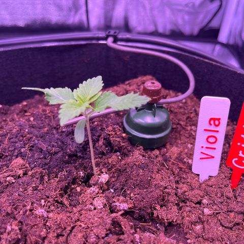 Critical growlog timeline photo