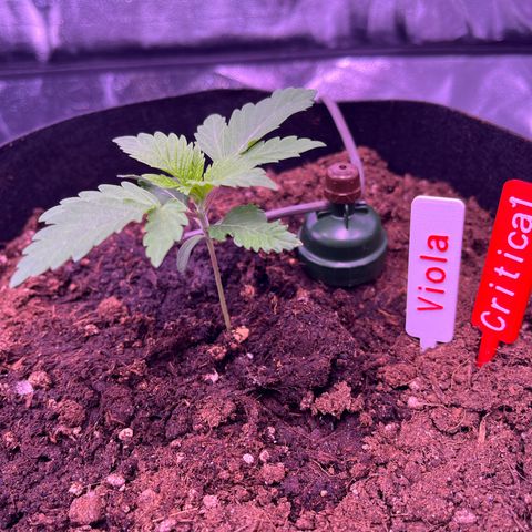 Critical growlog timeline photo