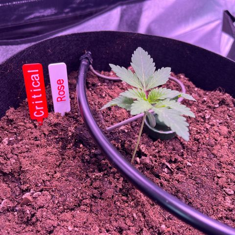 Critical growlog timeline photo