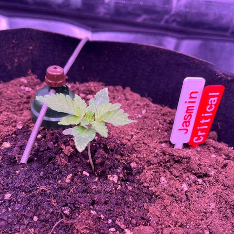 Critical growlog timeline photo