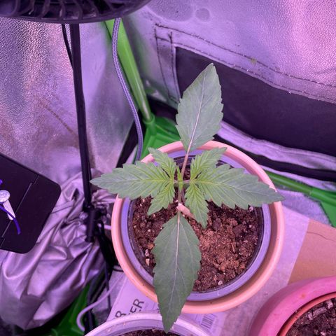 Cookie growlog timeline photo