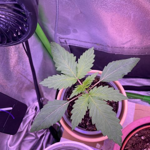 Cookie growlog timeline photo
