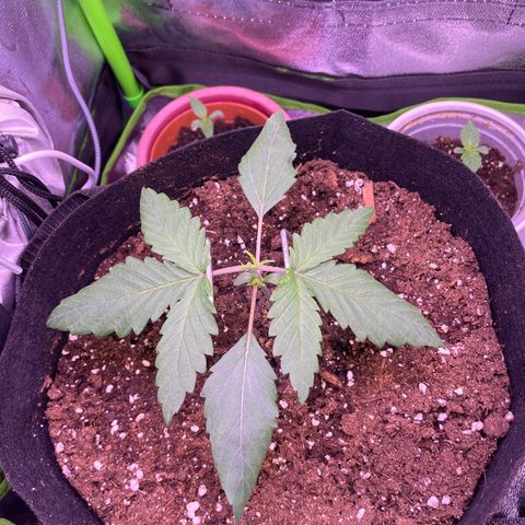 Cookie growlog timeline photo