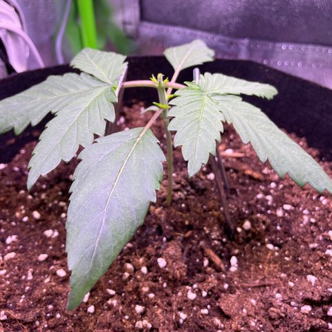 Cookie growlog timeline photo
