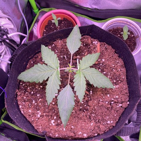 Cookie growlog timeline photo