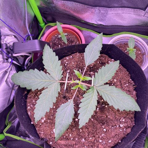 Cookie growlog timeline photo