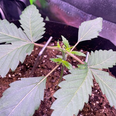 Cookie growlog timeline photo