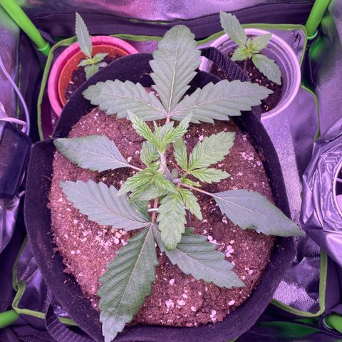 Cookie growlog timeline photo
