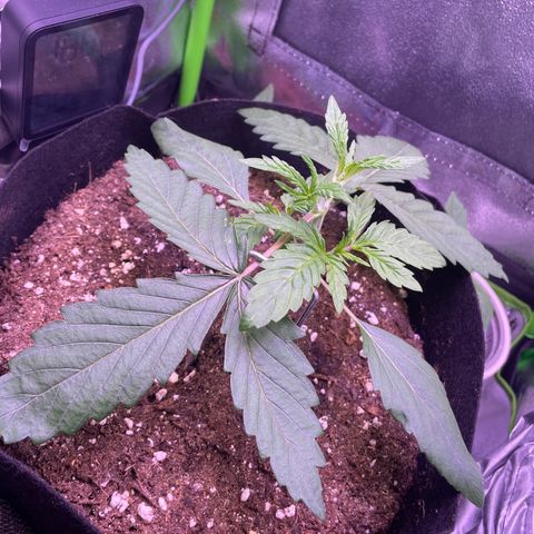 Cookie growlog timeline photo
