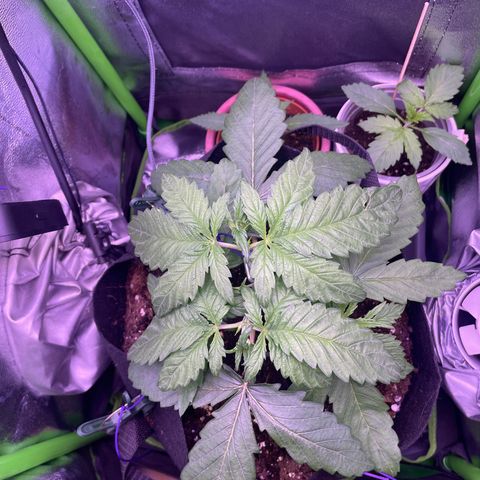 Cookie growlog timeline photo