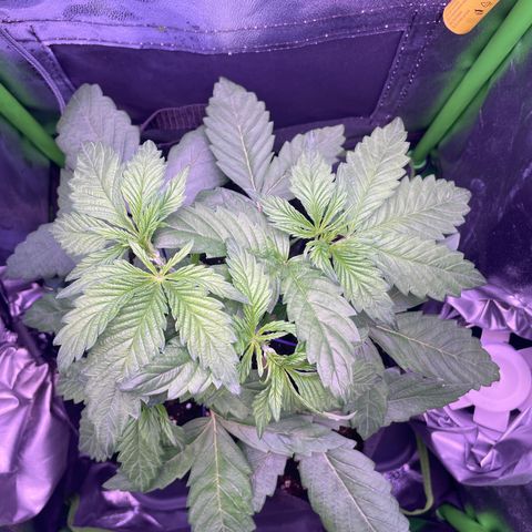Cookie growlog timeline photo