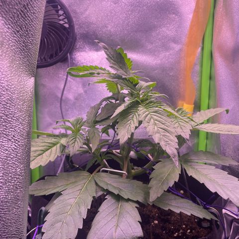 Cookie growlog timeline photo