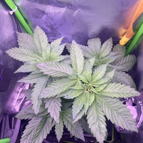 Cookie growlog timeline photo