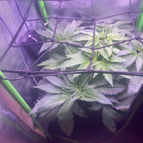 Cookie growlog timeline photo