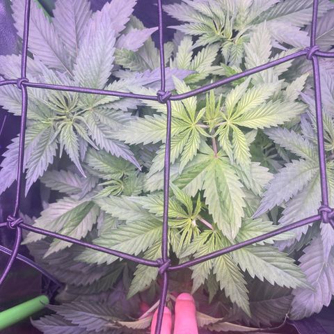 Cookie growlog timeline photo
