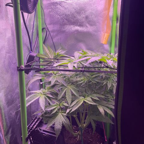 Cookie growlog timeline photo