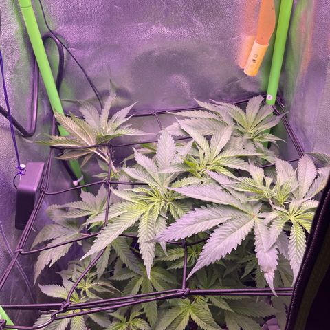 Cookie growlog timeline photo