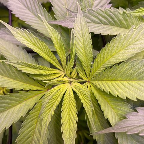 Cookie growlog timeline photo
