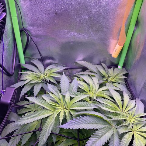 Cookie growlog timeline photo