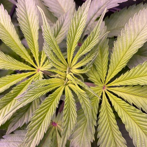 Cookie growlog timeline photo