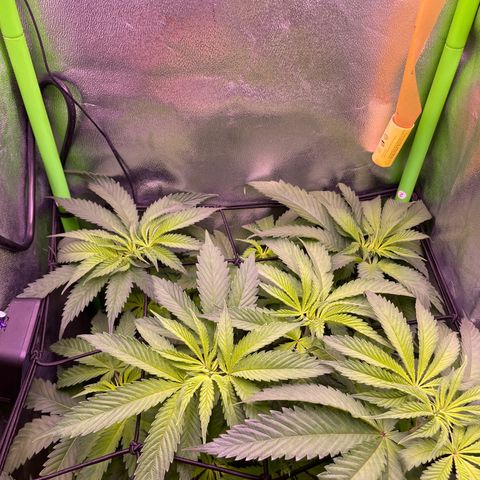Cookie growlog timeline photo