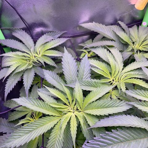 Cookie growlog timeline photo