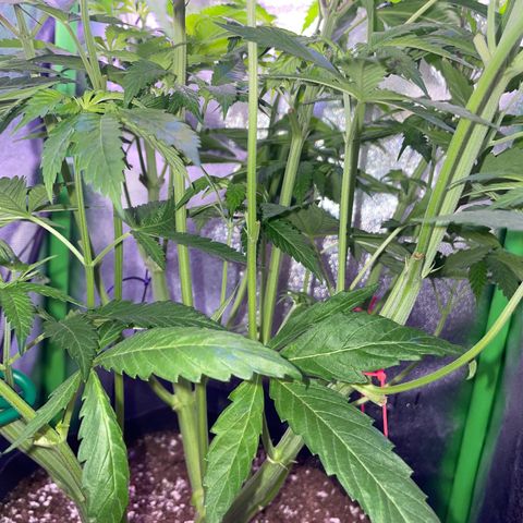 Cookie growlog timeline photo