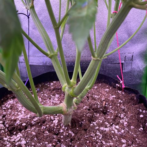 Cookie growlog timeline photo