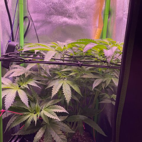 Cookie growlog timeline photo