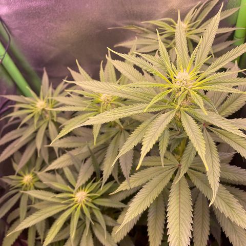 Cookie growlog timeline photo
