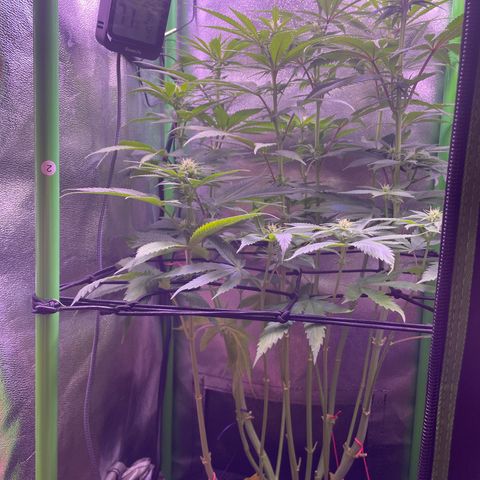 Cookie growlog timeline photo