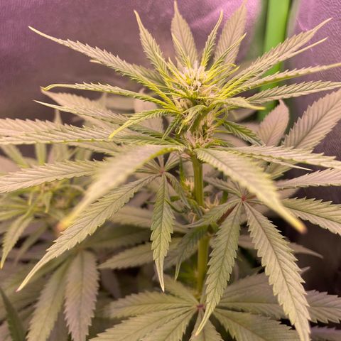 Cookie growlog timeline photo