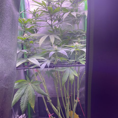 Cookie growlog timeline photo