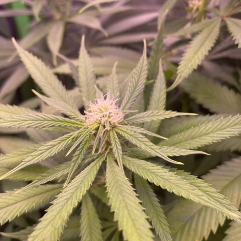 Cookie growlog timeline photo
