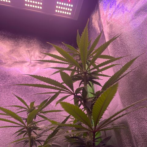 Cookie growlog timeline photo