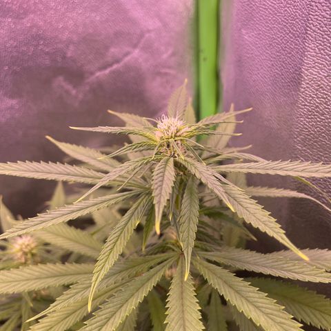 Cookie growlog timeline photo